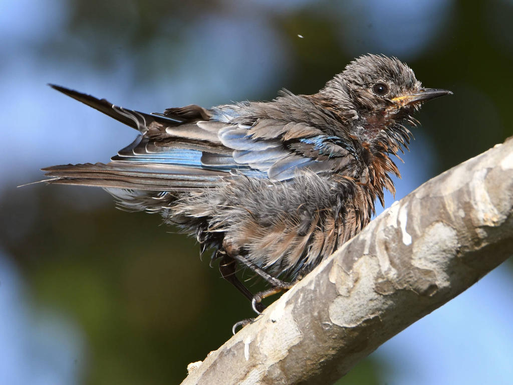 Bluebird7.jpg