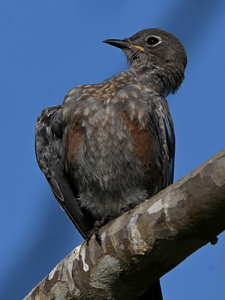 Bluebird7.jpg
