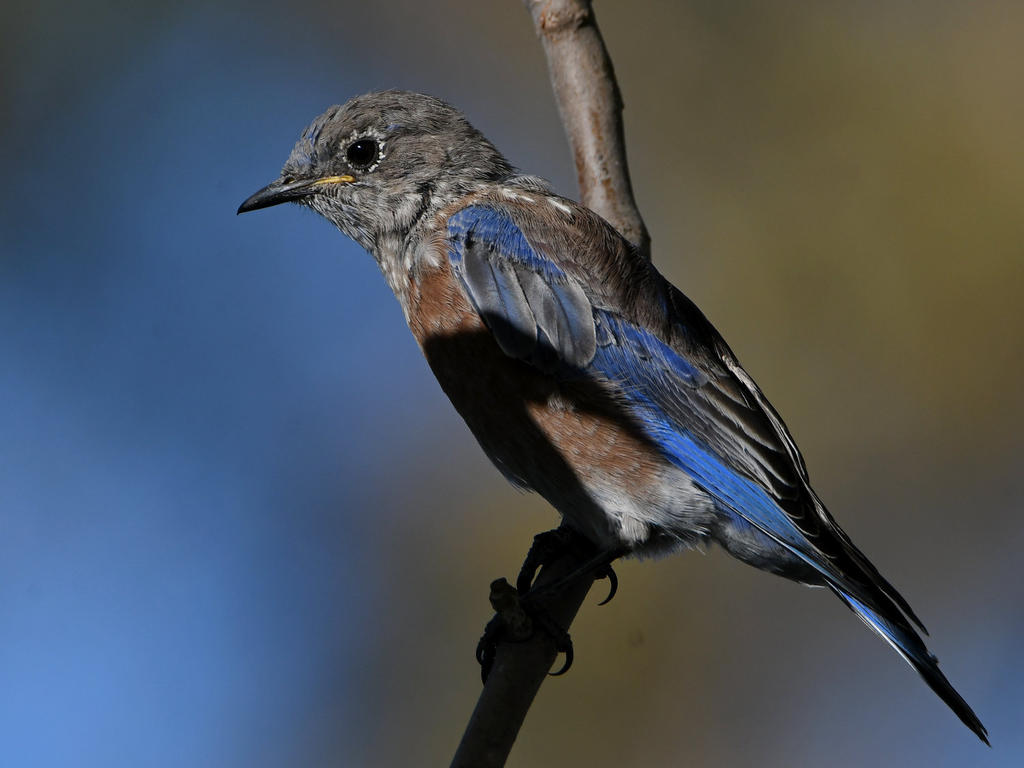 Bluebird7.jpg