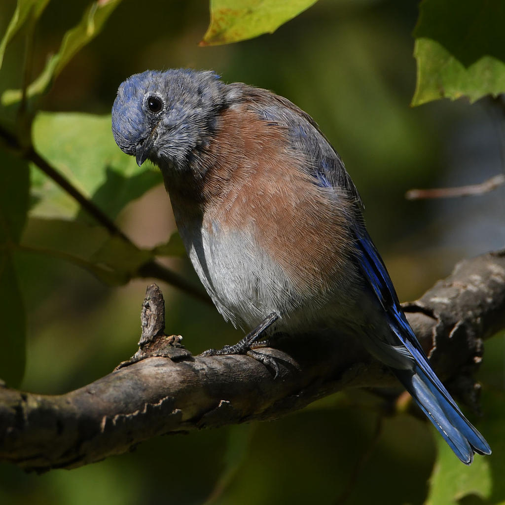Bluebird7.jpg