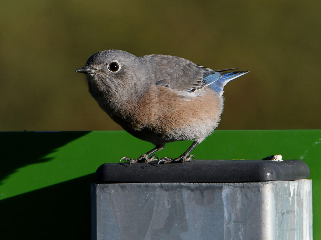 Bluebird7.jpg