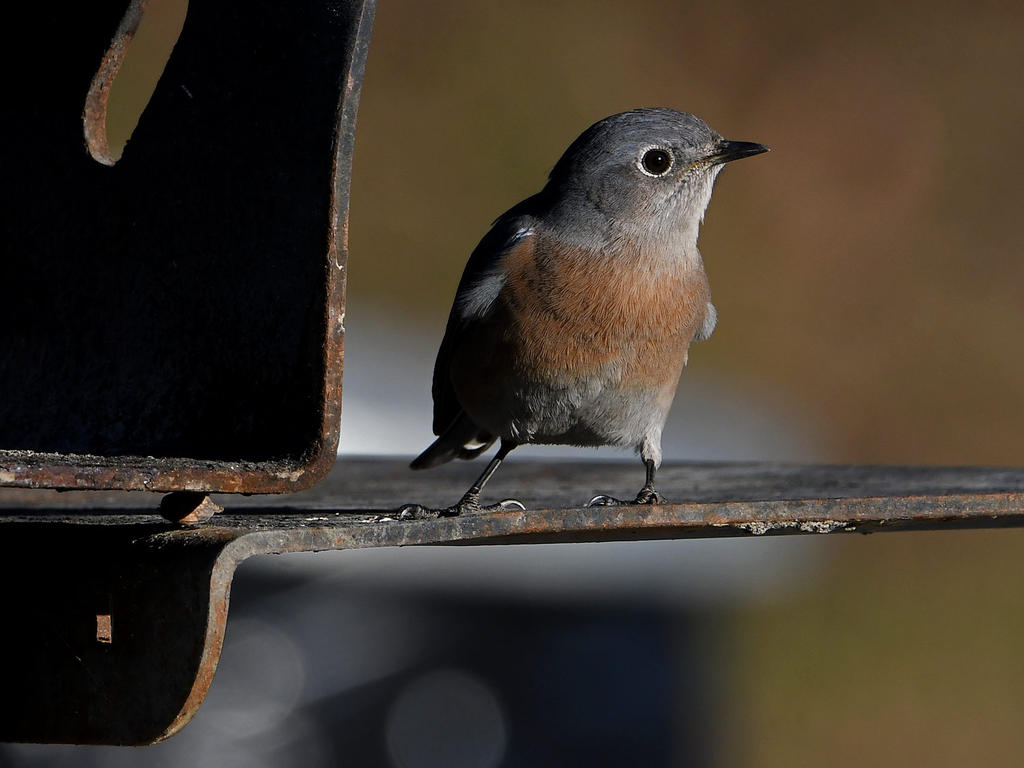Bluebird7.jpg