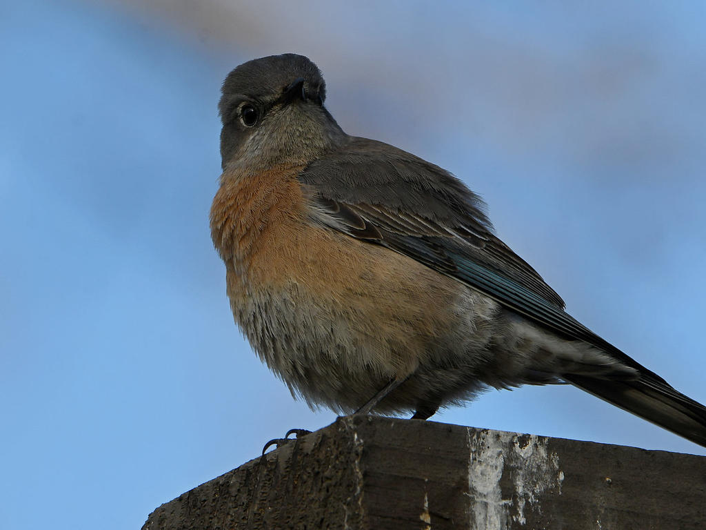Bluebird7.jpg