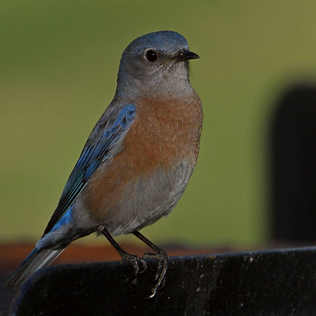 Bluebird7.jpg