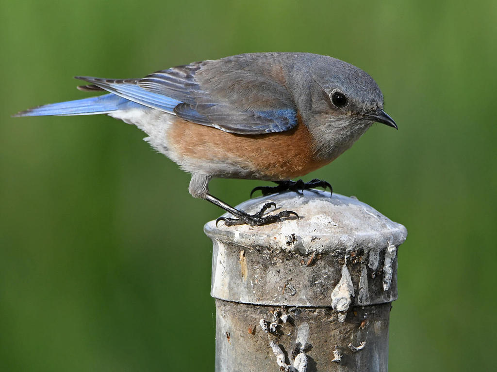 BlueBird7.jpg