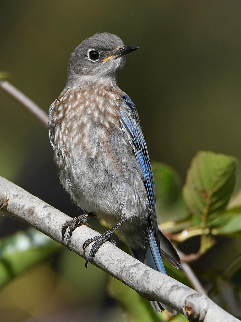 Bluebird7.jpg