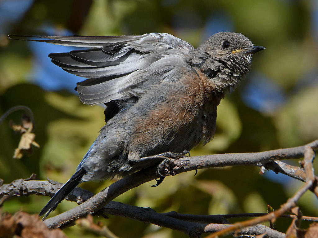 Bluebird7.jpg