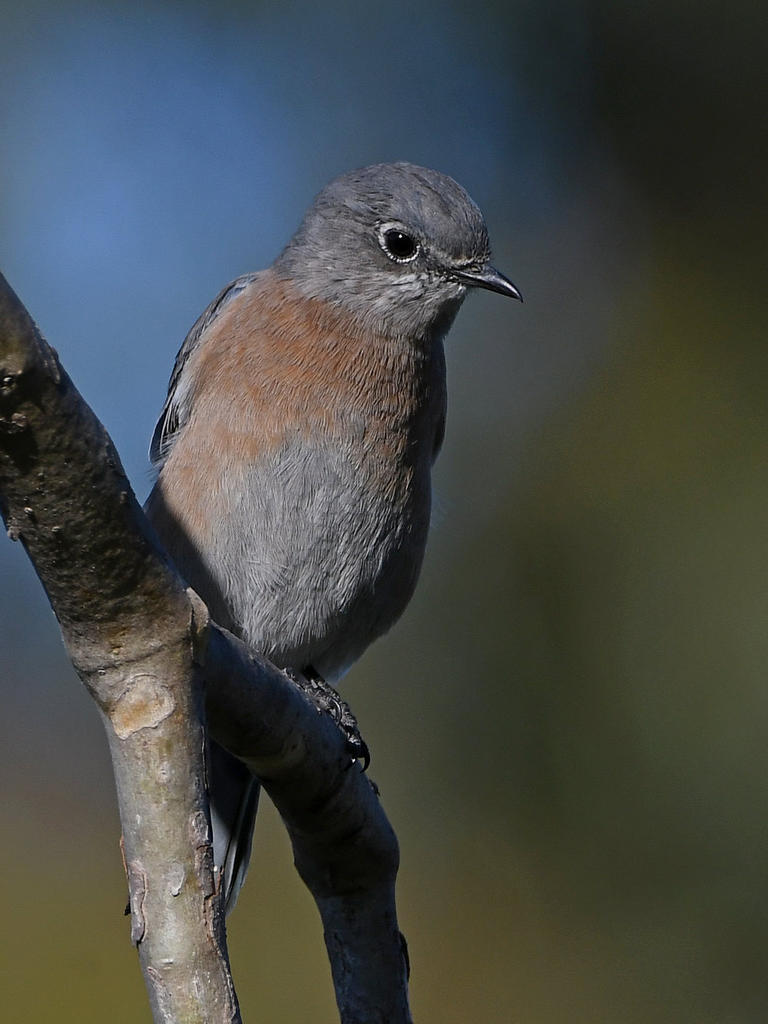 Bluebird7.jpg