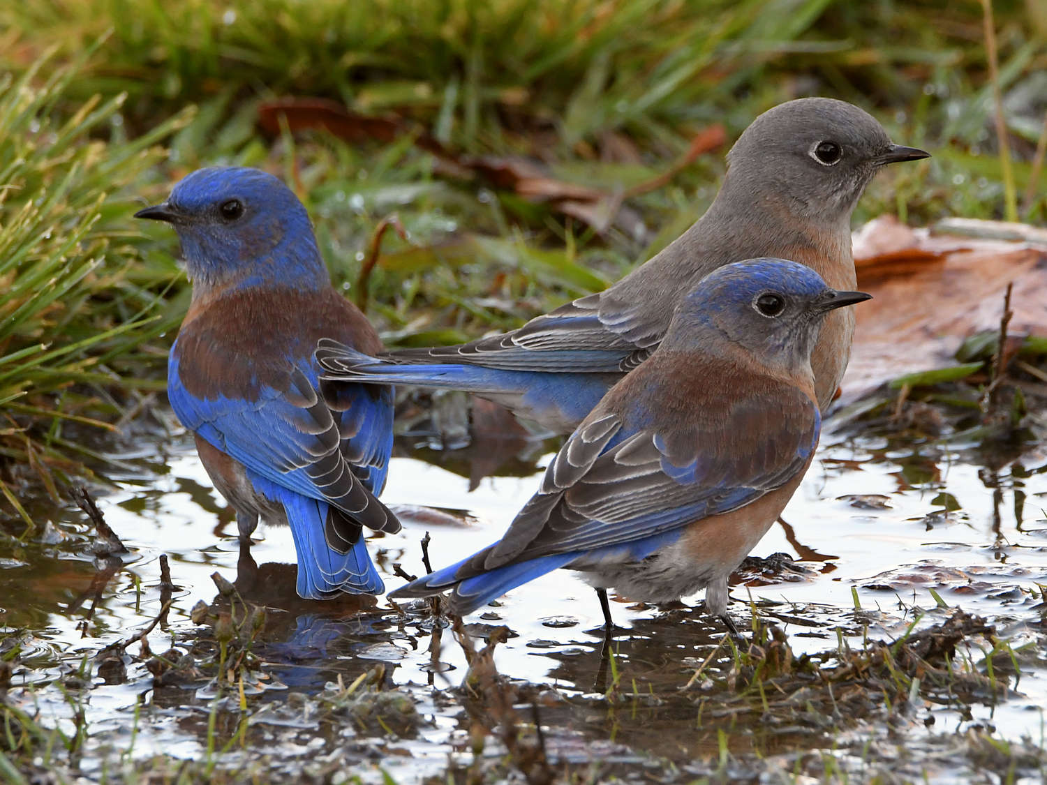 Bluebird7.jpg