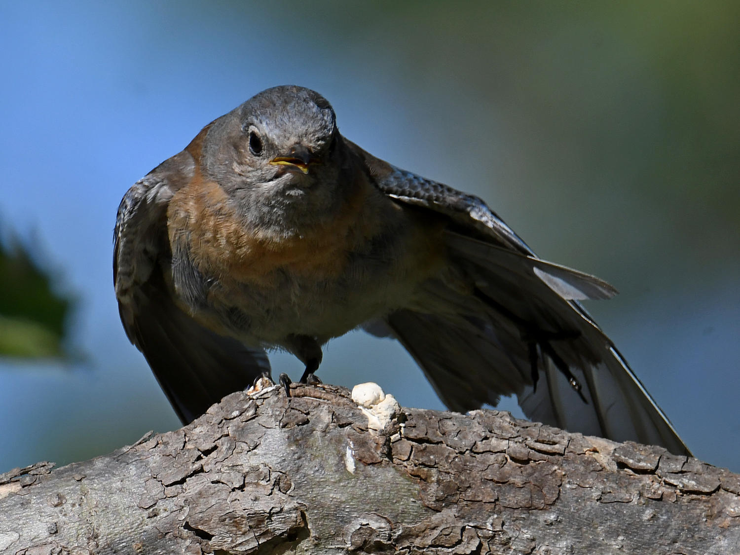 Bluebird7.jpg