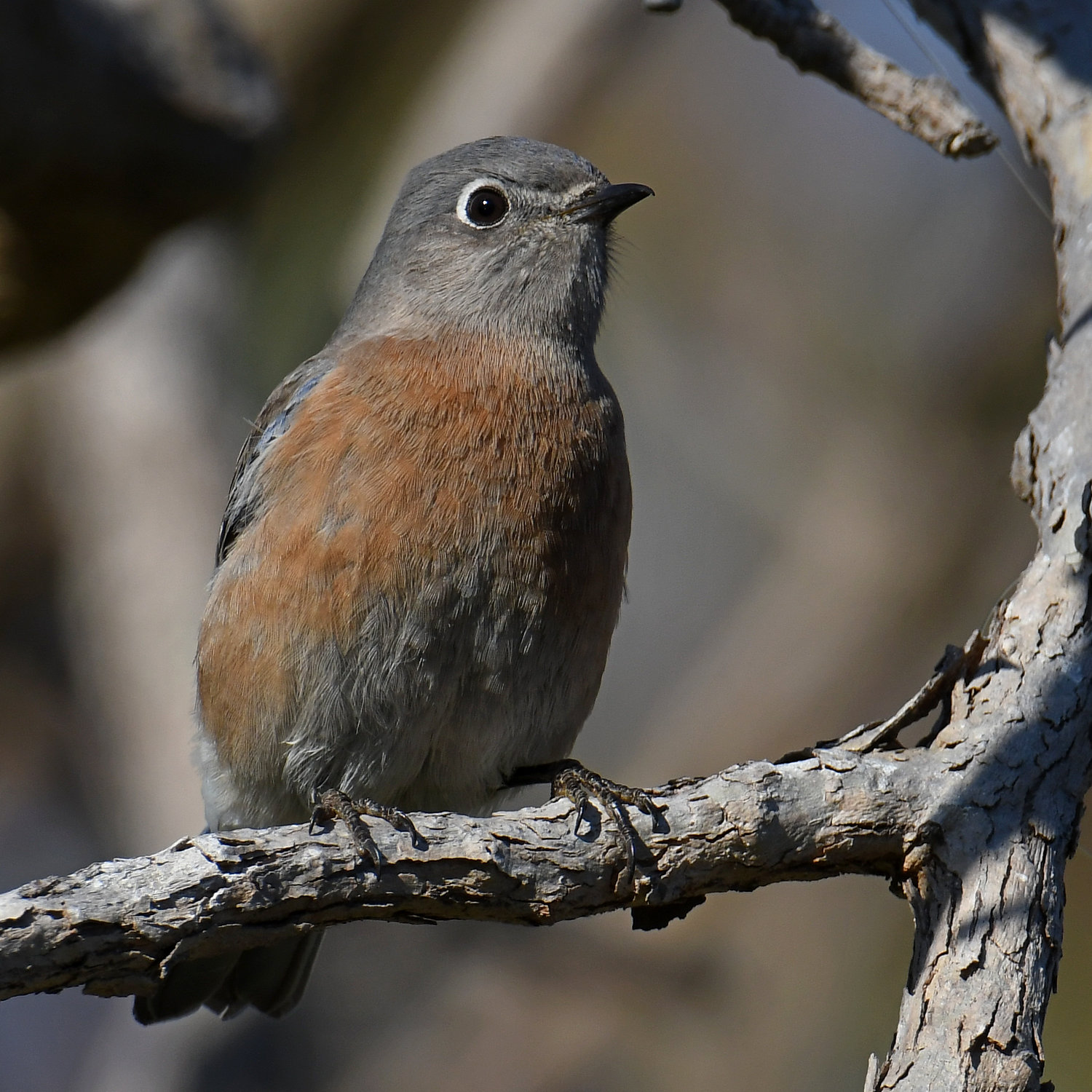 Bluebird7.jpg