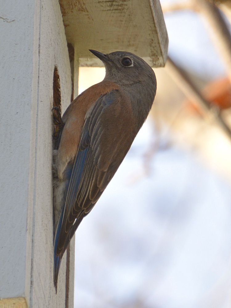 Bluebird8.jpg