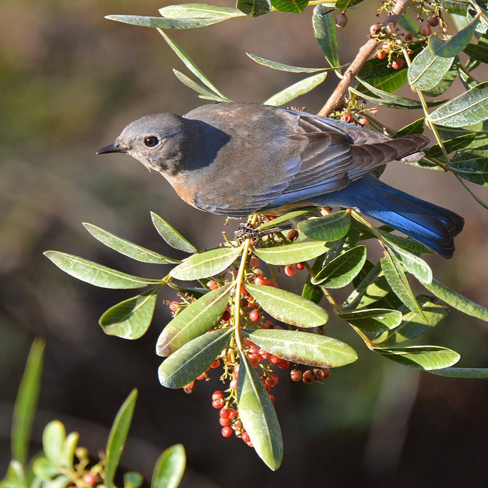 Bluebird8.jpg