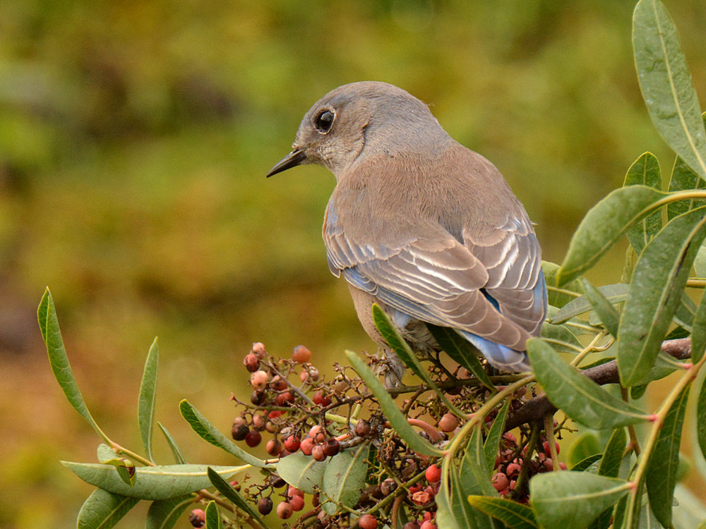 Bluebird8.jpg