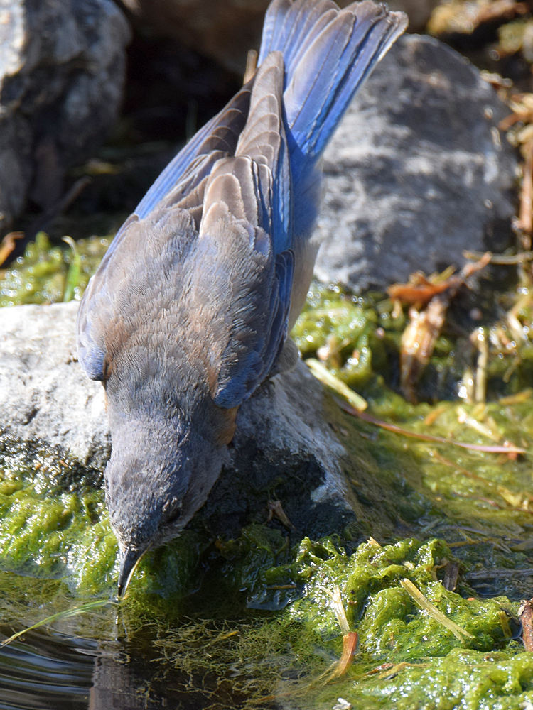 Bluebird8.jpg
