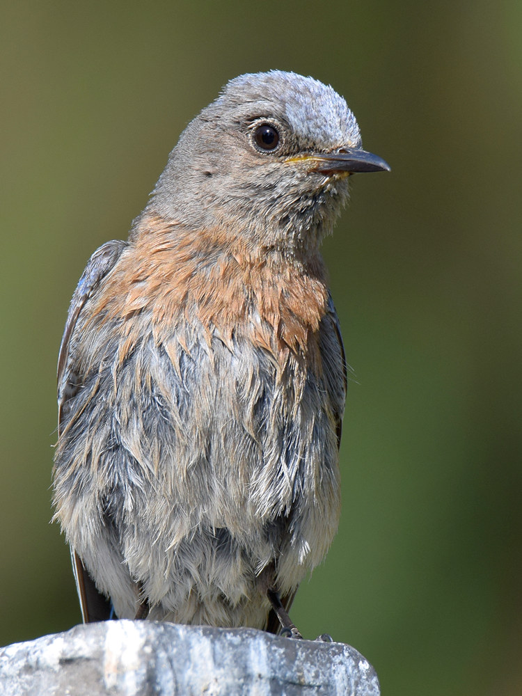 Bluebird8.jpg