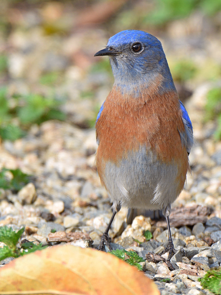 Bluebird8.jpg