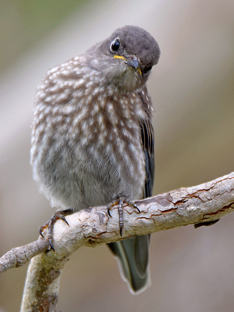 Bluebird8.jpg