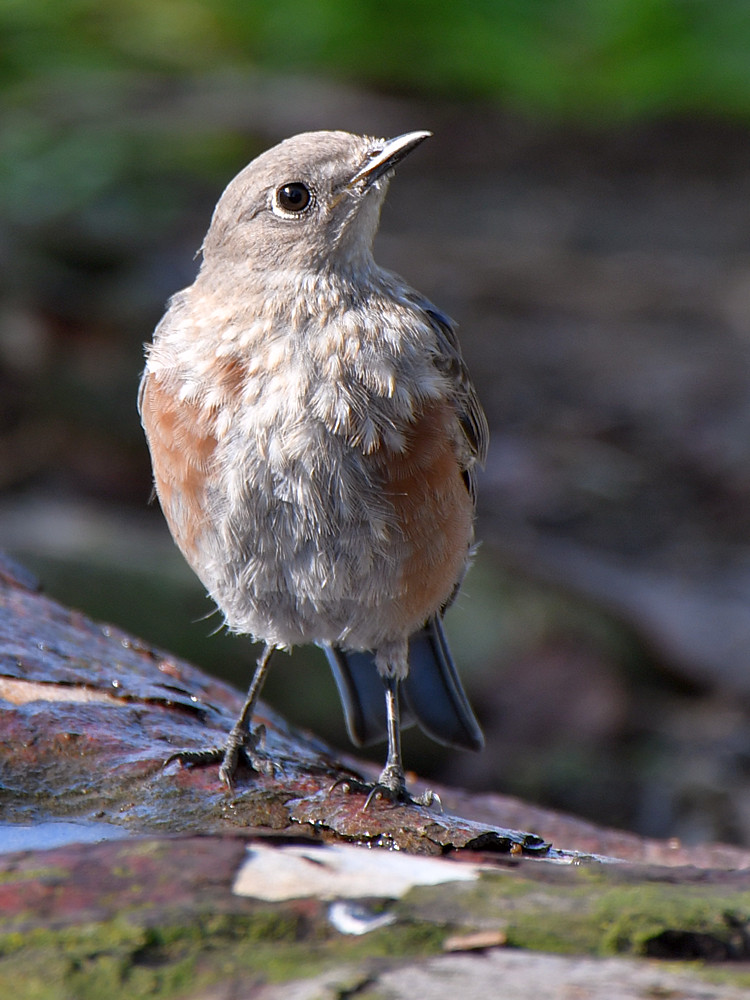 Bluebird8.jpg
