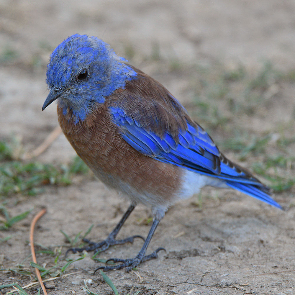 Bluebird8.jpg