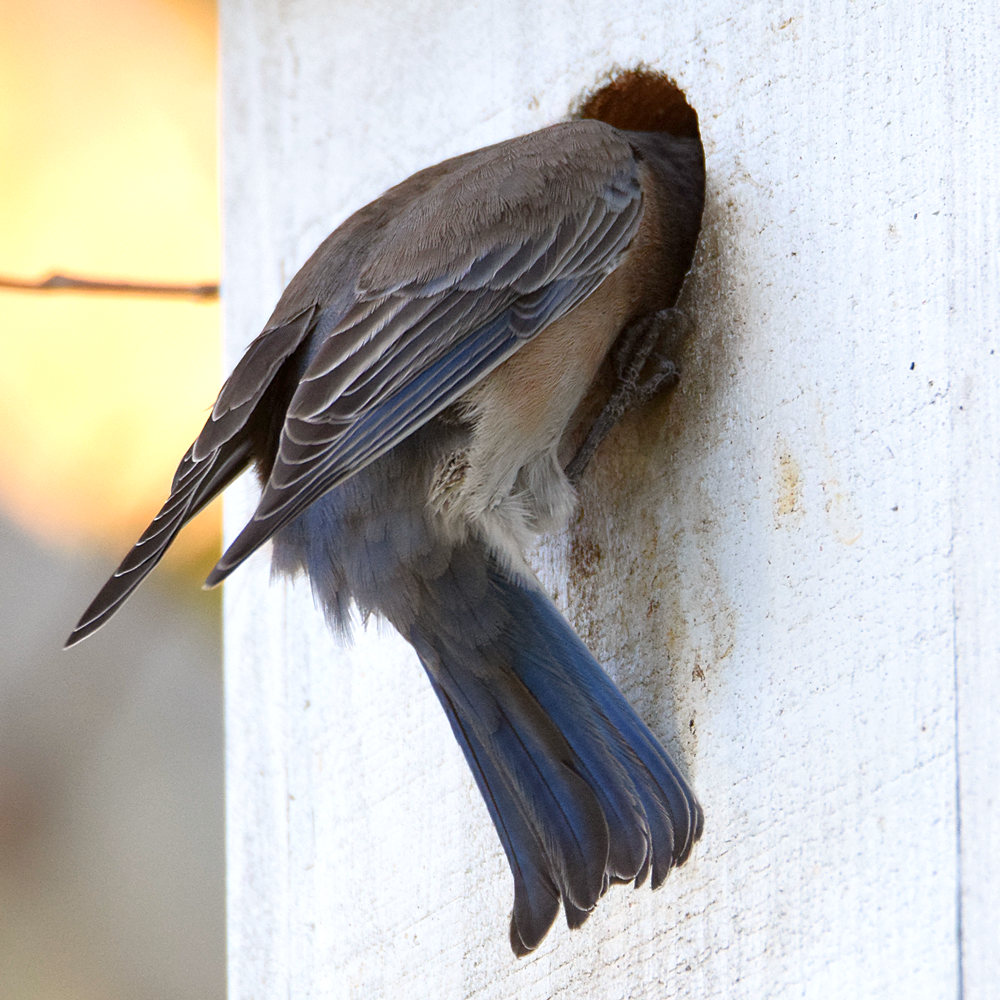 Bluebird8.jpg