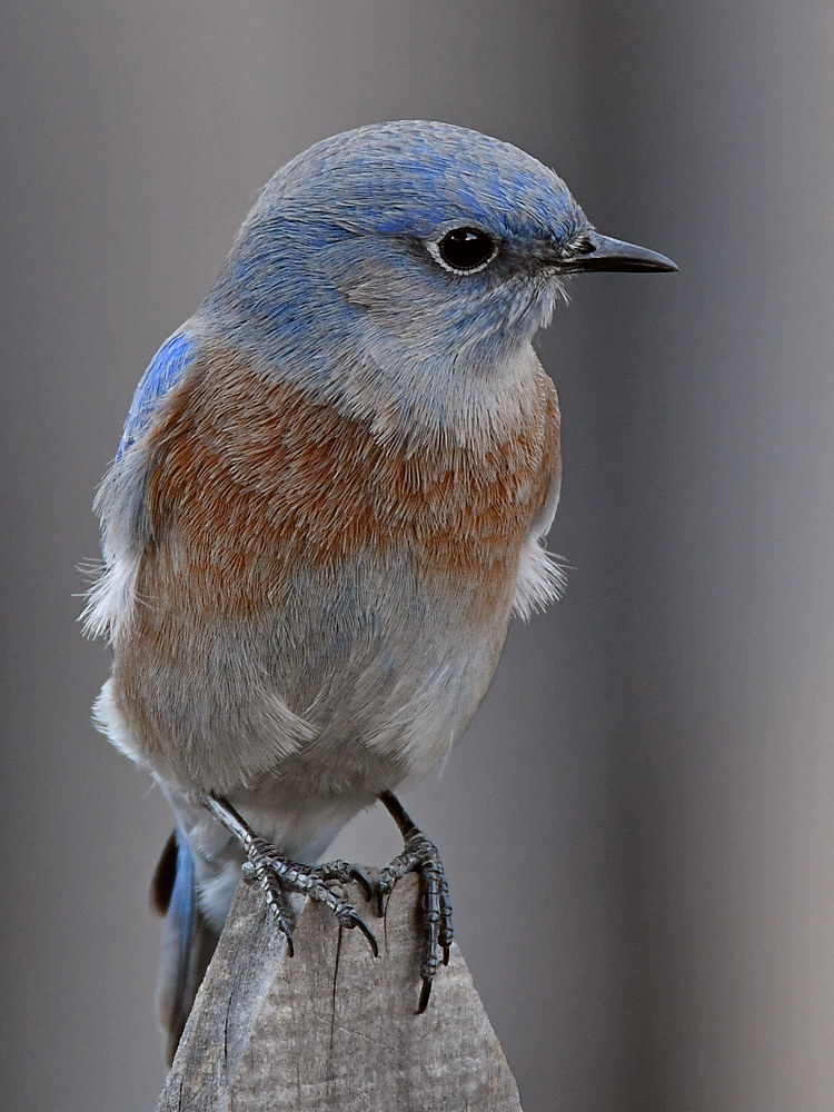 Bluebird8.jpg