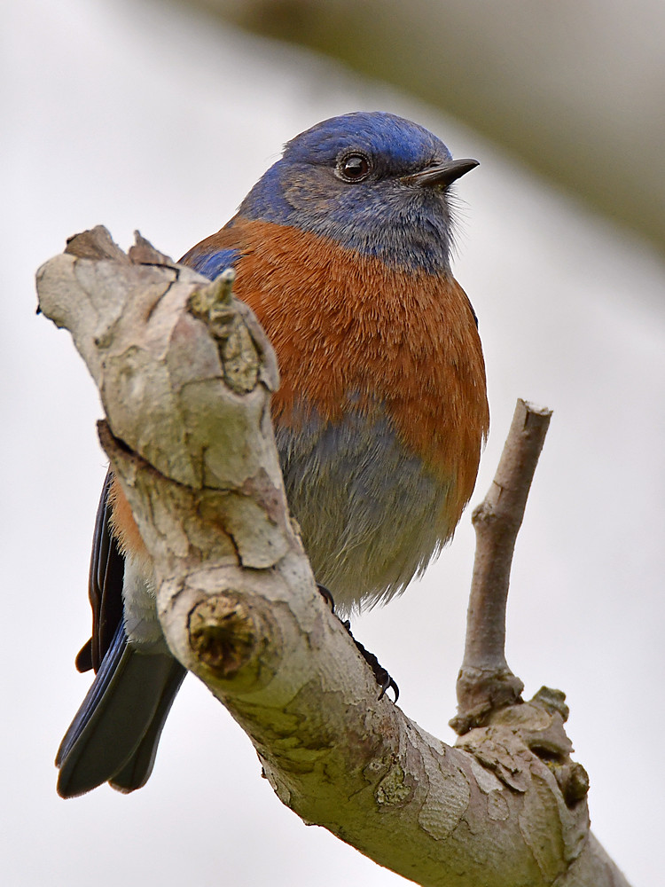 Bluebird8.jpg