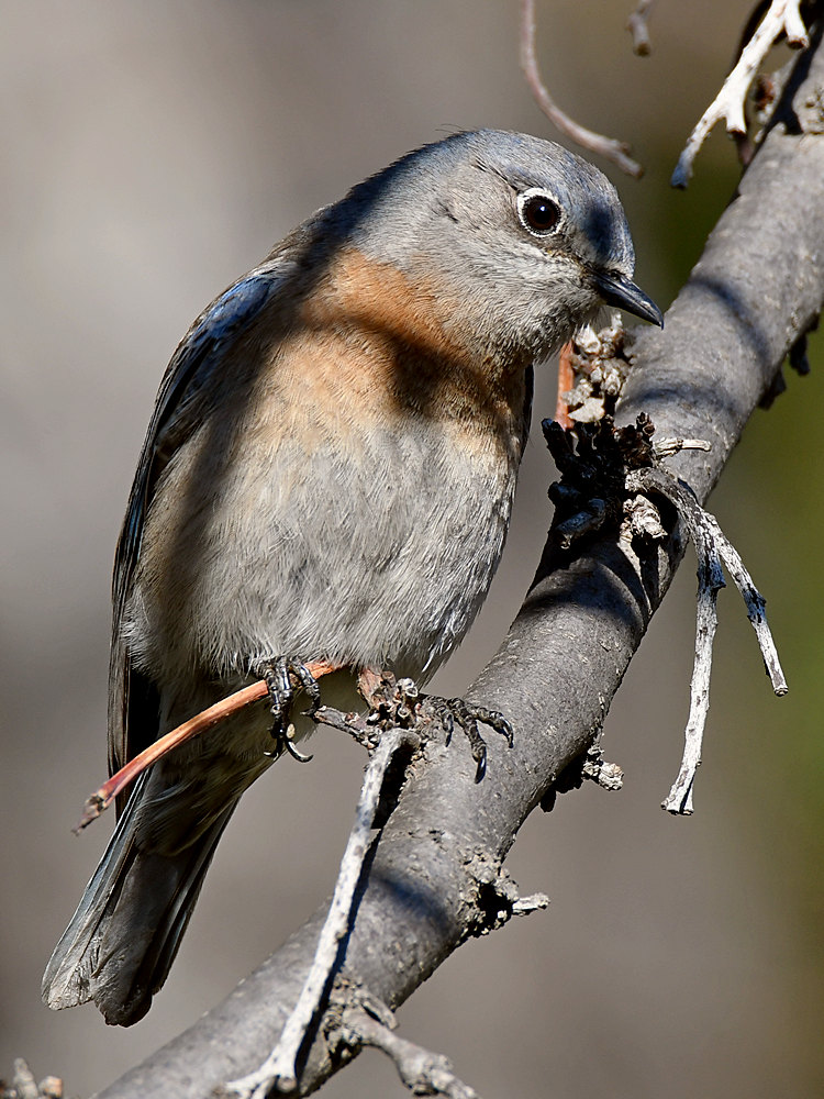 Bluebird8.jpg