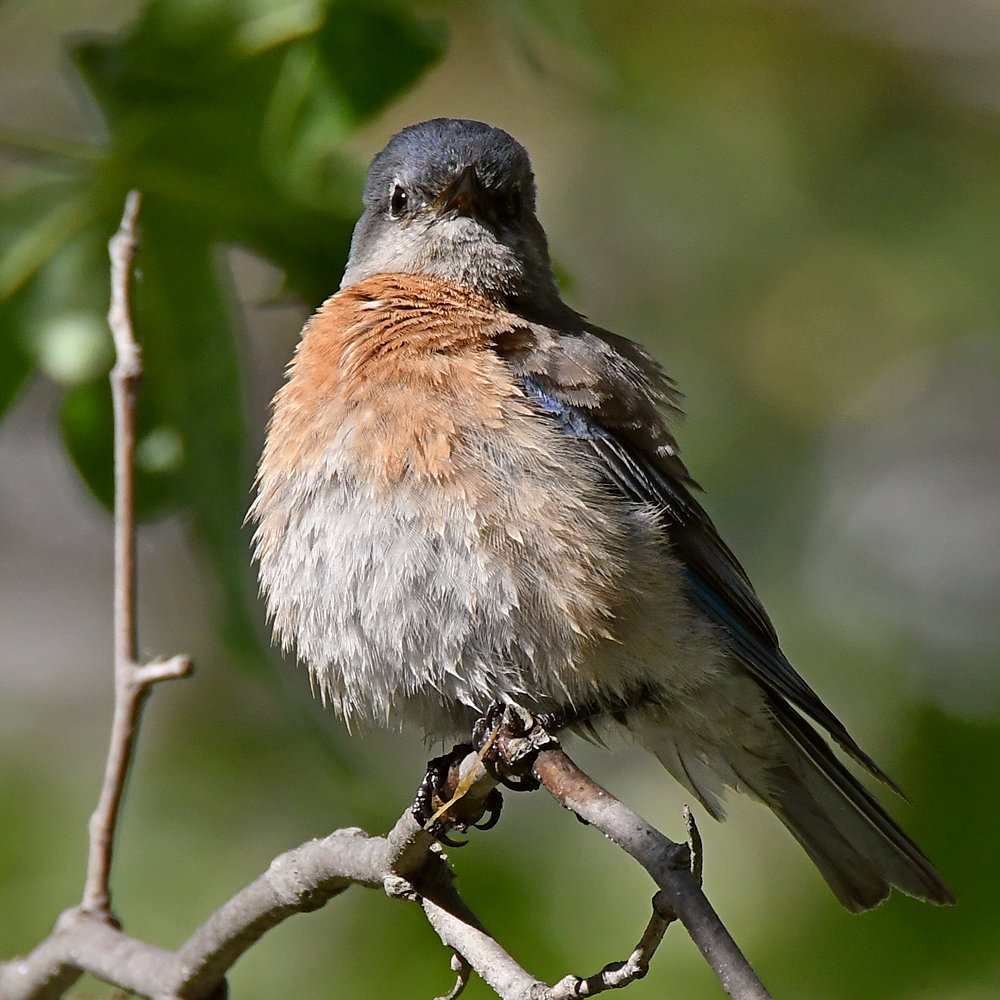 Bluebird8.jpg
