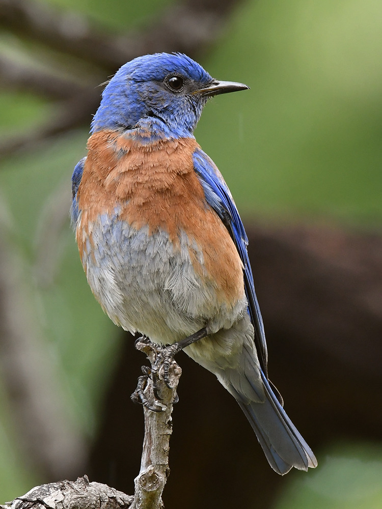 Bluebird8.jpg