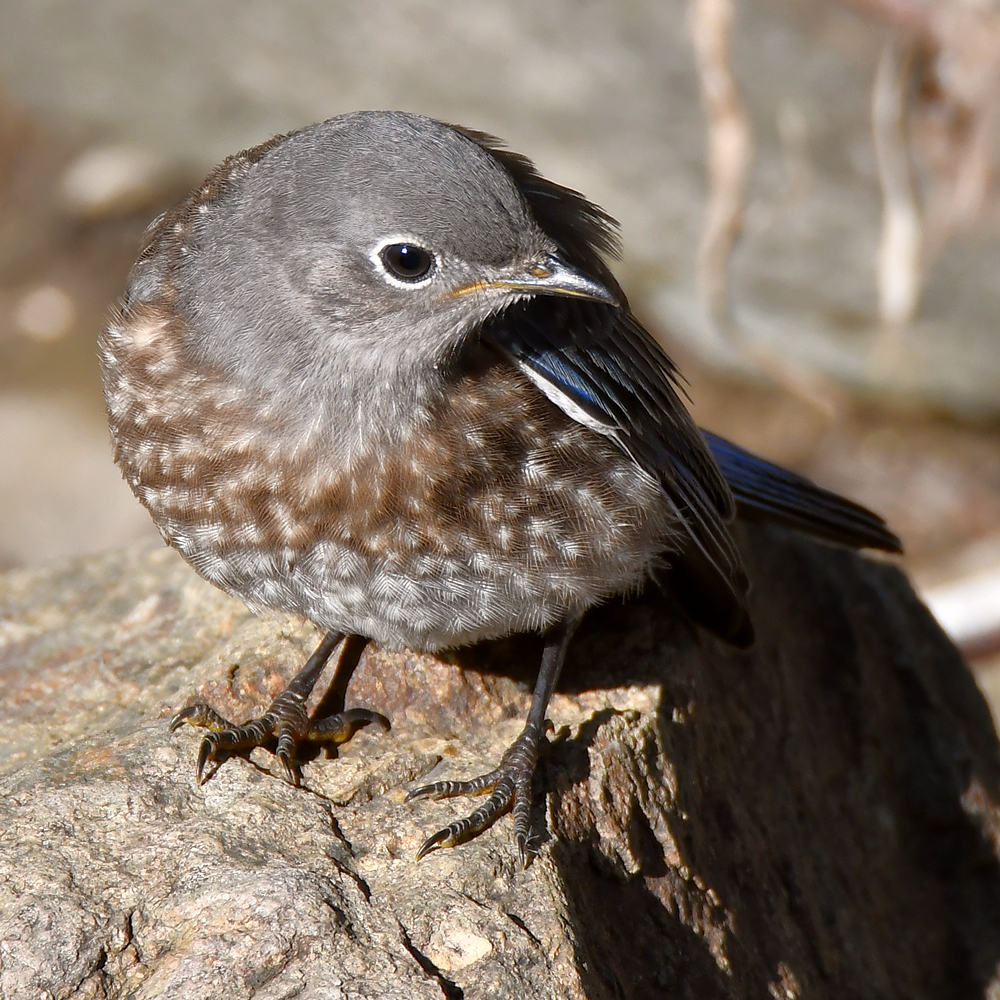 Bluebird8.jpg