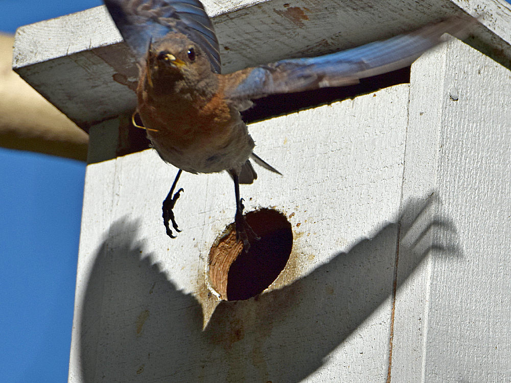 Bluebird8.jpg