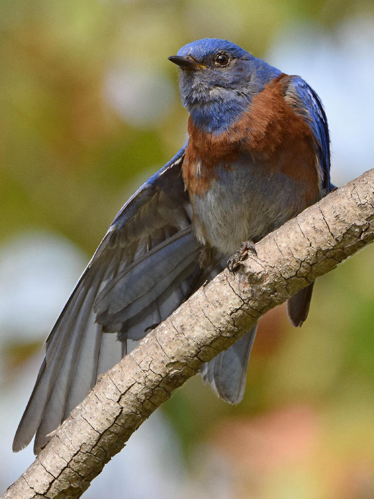 Bluebird8.jpg