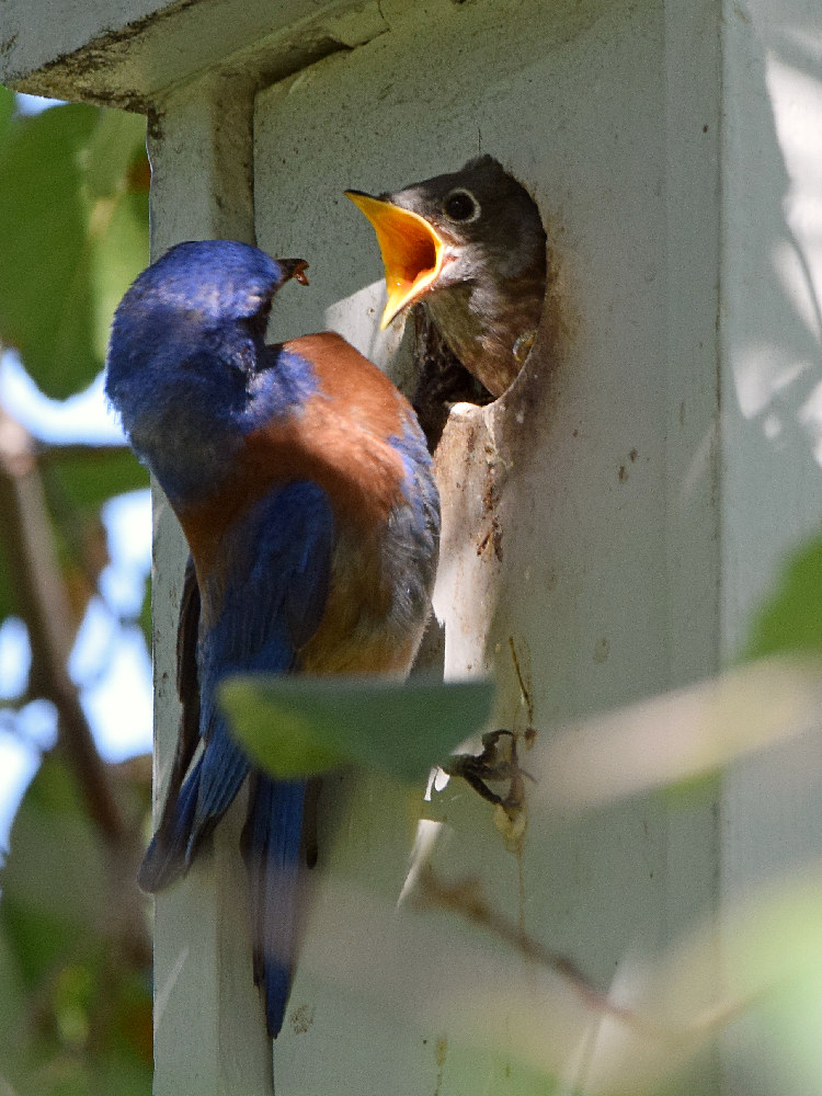 Bluebird8.jpg