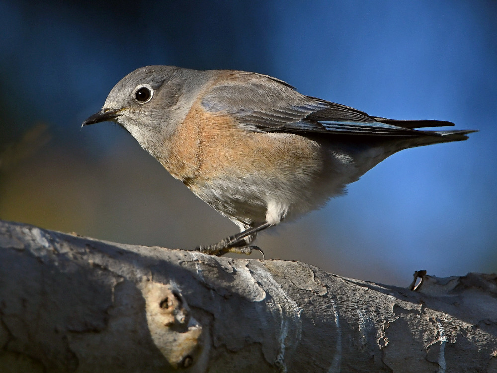 Bluebird8.jpg