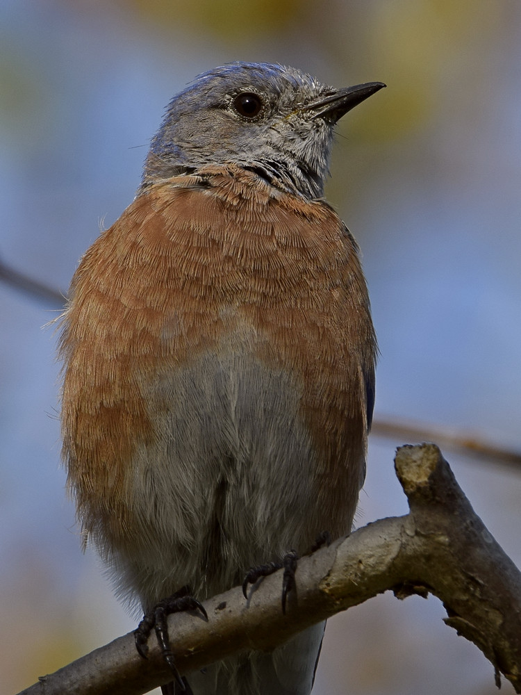 Bluebird8.jpg