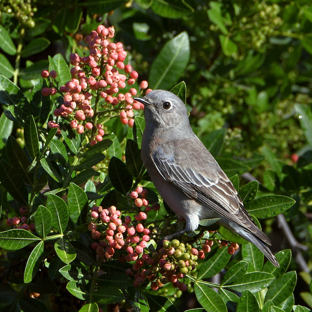 Bluebird8.jpg
