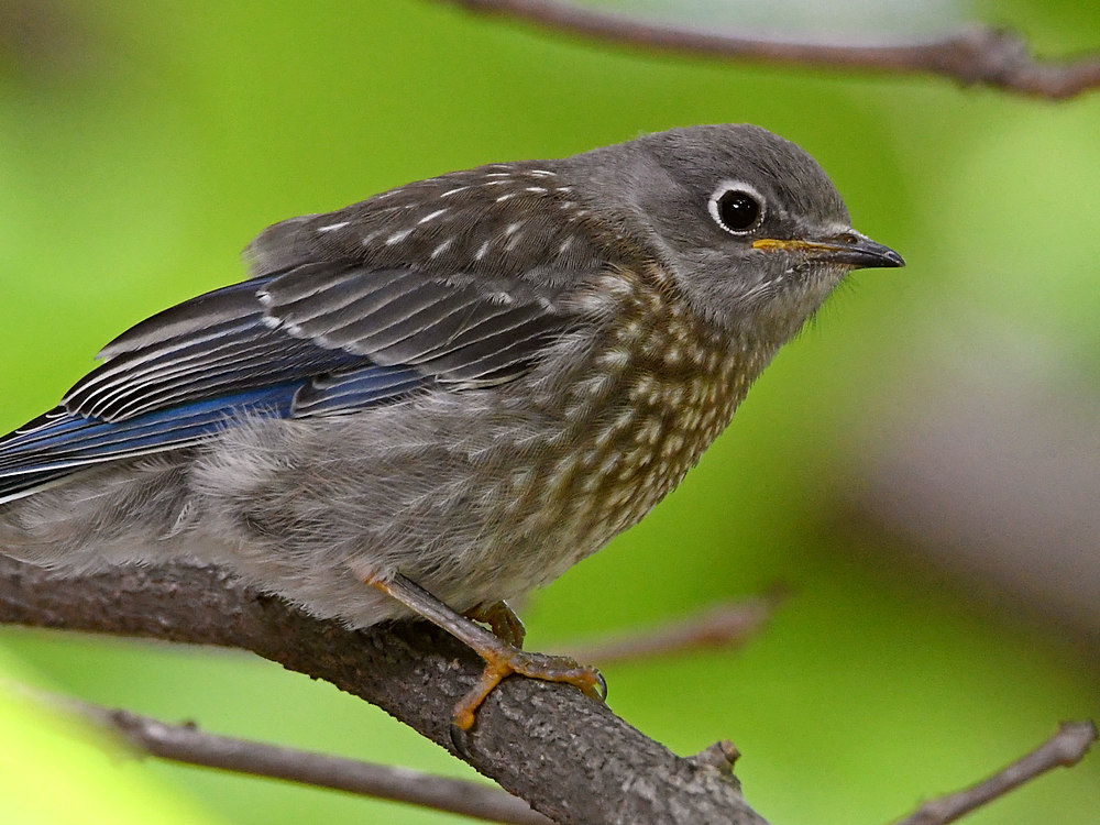Bluebird8.jpg