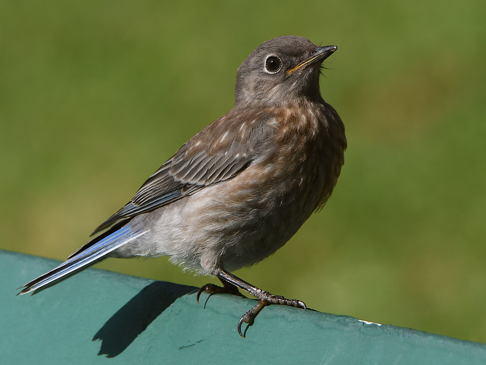 Bluebird8.jpg