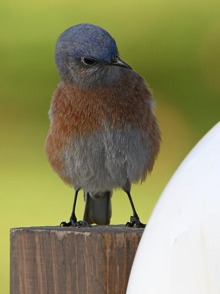 Bluebird8.jpg