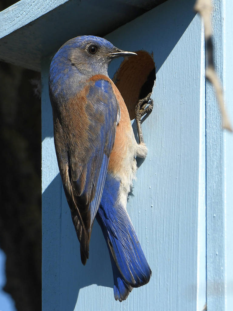 Bluebird8.jpg