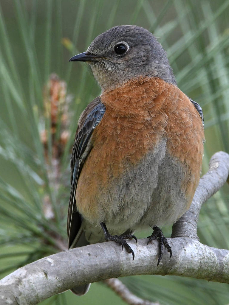 Bluebird8.jpg