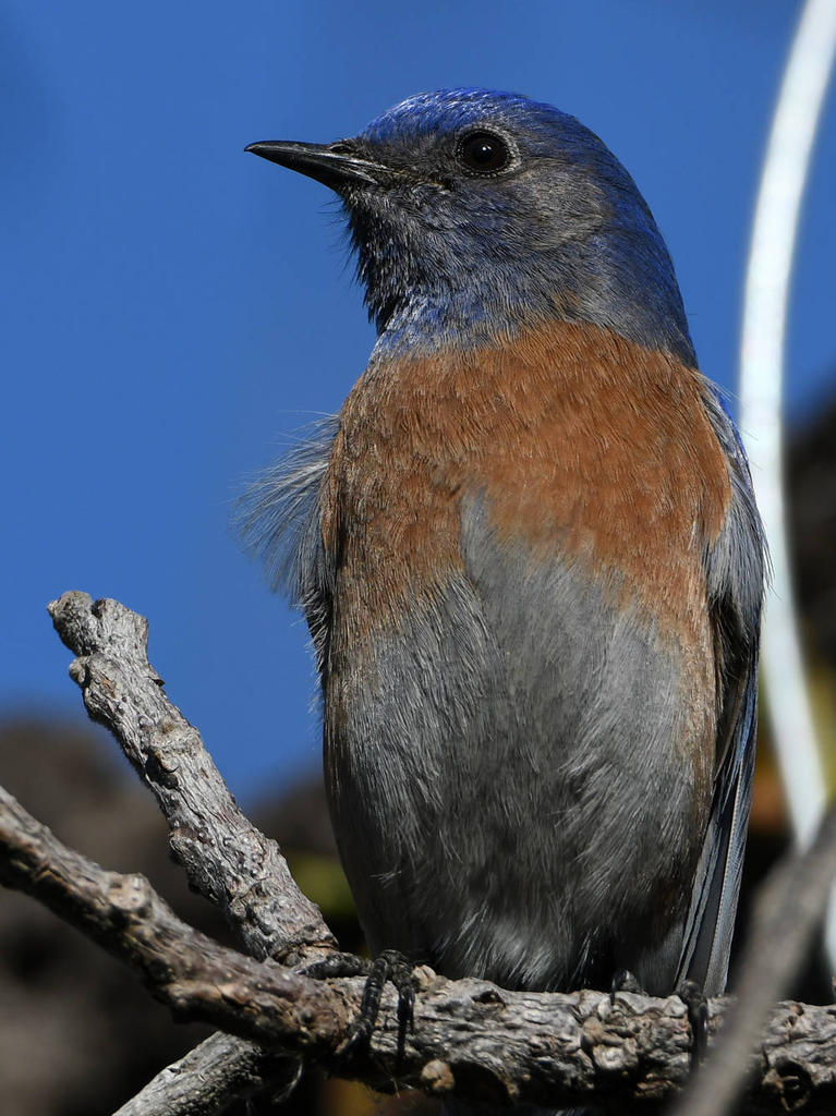Bluebird8.jpg