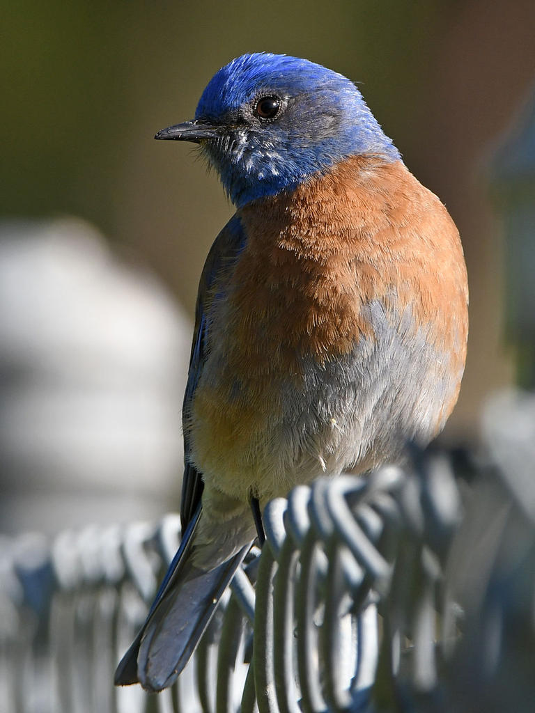 Bluebird8.jpg