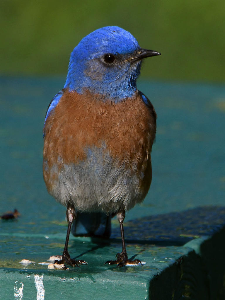 Bluebird8.jpg
