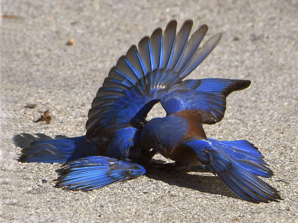 Bluebird8.jpg