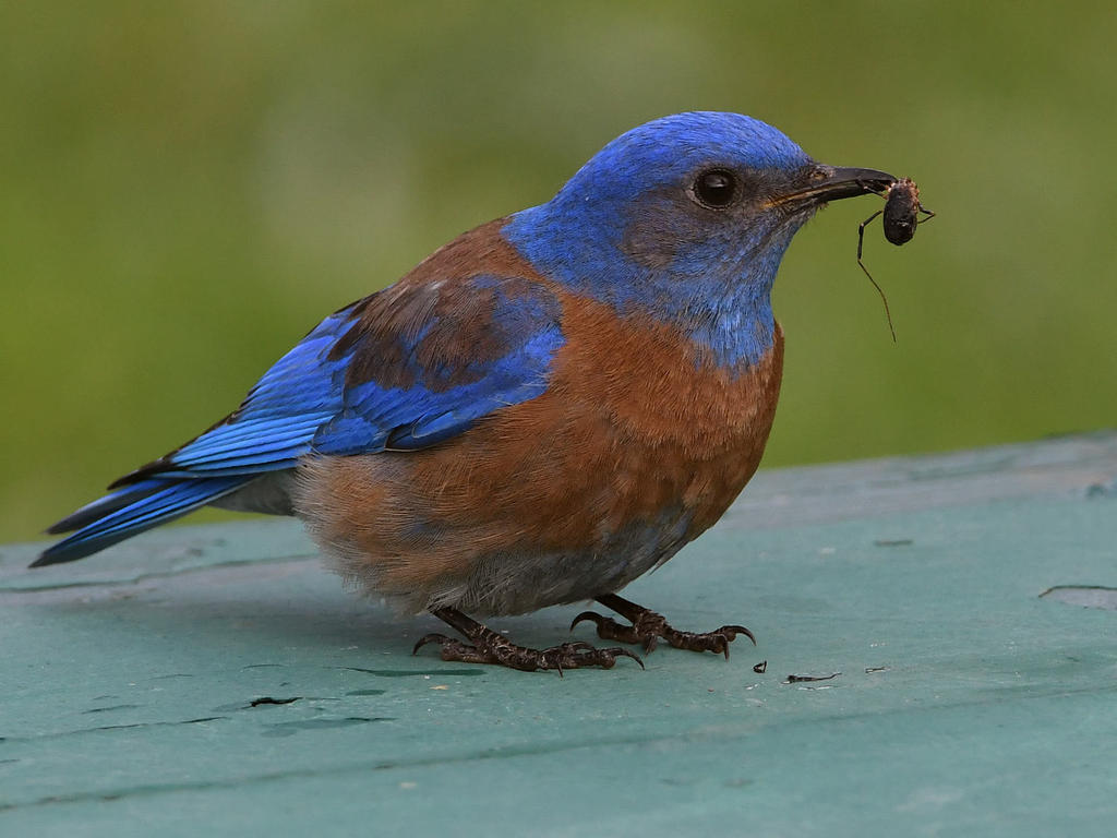 Bluebird8.jpg