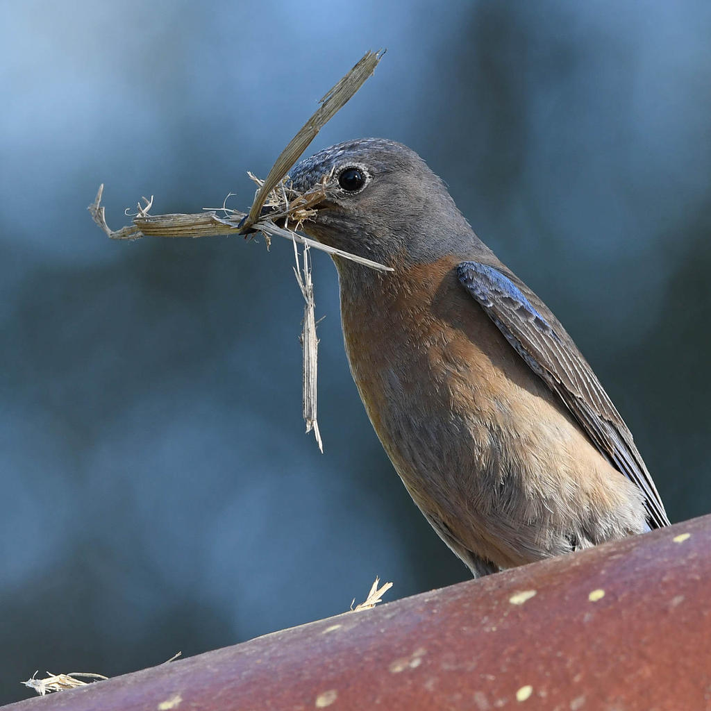 Bluebird8.jpg