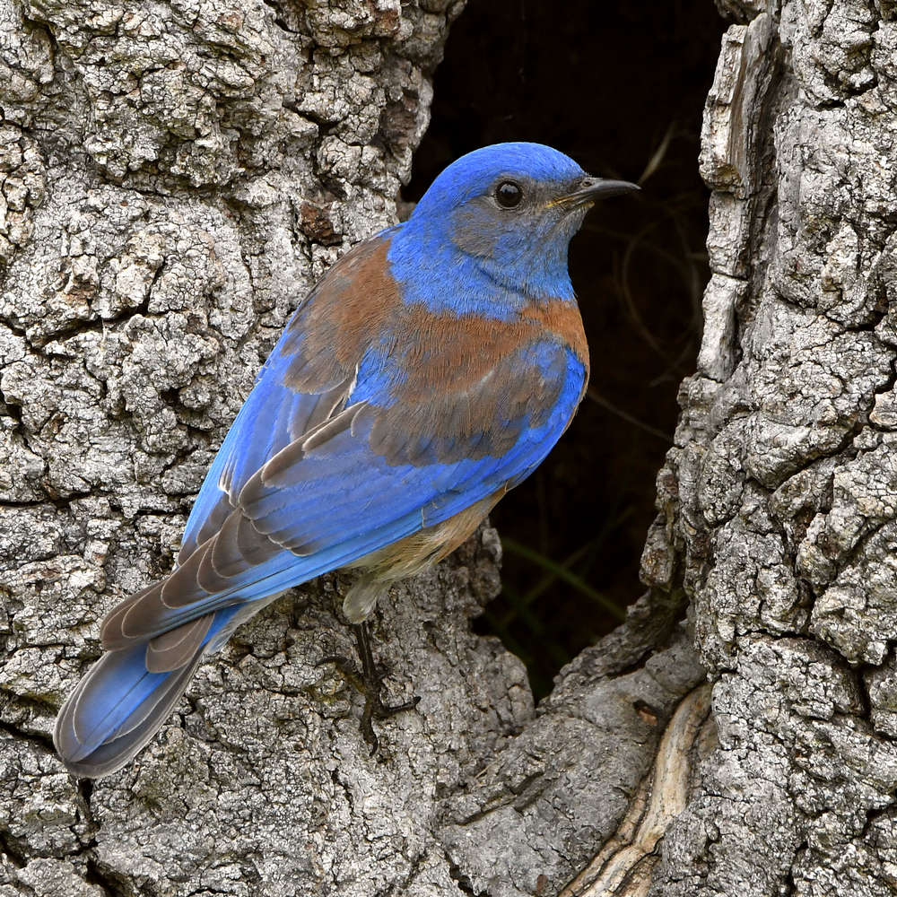 Bluebird8.jpg