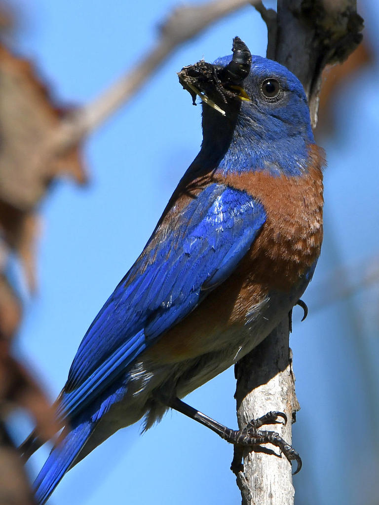 Bluebird8.jpg